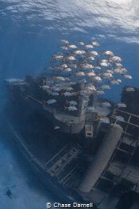 "Levels"
The Kittiwake, a playground for divers and fish... by Chase Darnell 